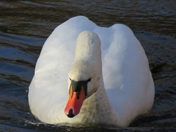 Cisne blanco nadando en el primer plano del río — Foto de Stock
