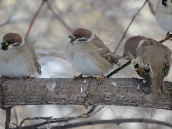 Three sparrows on a branch. Close up. Winter