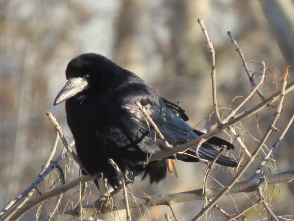 Corvo Negro Árvore Inverno Geada Fechar — Fotografia de Stock