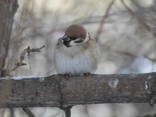 Satu Sparrow Dahan Tutup Musim Dingin — Stok Foto
