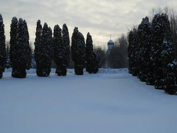 Parque de Inverno, neve e frio. Avenidas de árvores — Fotografia de Stock