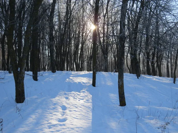 Parque de Inverno, neve e frio. Avenidas de árvores — Fotografia de Stock
