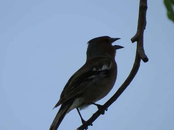 Het Finch Zat Een Tak Met Struiken Bloemen Achtergrond Close — Stockfoto