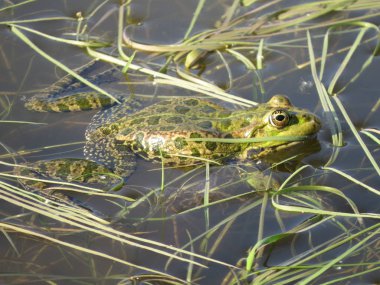 The green frog is partially submerged in water, against the background of algae. Russia. clipart