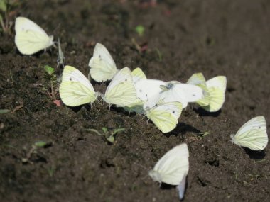 Beyaz küçük kelebekler yere oturma grubu. Bahar geldi