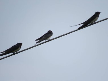 Satır genel gider tel üzerinde tünemiş yutar