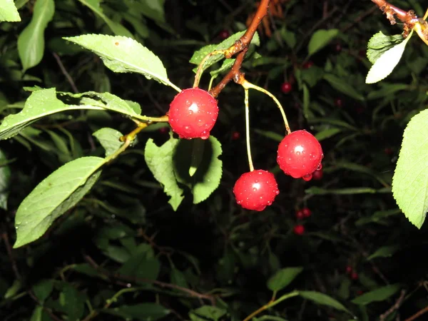 Красные вишни на задней стороне дерева — стоковое фото