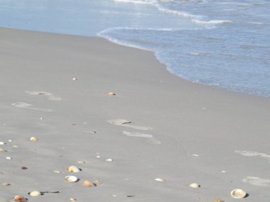 Tunus, kum ve kabukları ıssız kumsalı. Kasım