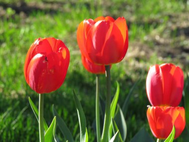 Kırmızı Lale Çiçek Lale arka plan deseni ile yakından