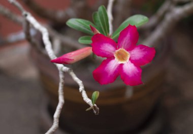 Pembe bignonia çiçek veya Adenium çiçek veya Adenium multiflorum ağaç ve çanağın içinde mi. 