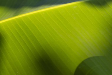 Muz yeşil doku arka plan ayrılmak