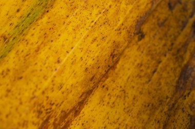 Muz sarı doku arka plan ayrılmak