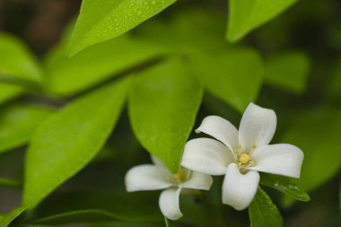 Bahçe, beyaz çiçek, Close up - çiçek açan Orange Yasemin görüntü