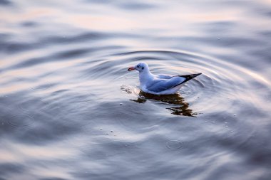 Martı, kuşlar Bangpu Samutprakhan Tayland'a Sibirya göç, günbatımı sırasında traveler tarafından beslenen. deniz ve su yüzeyine yeme üzerinde uçmak.