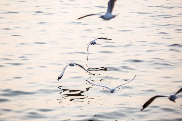 Möwe Die Vögel Wandern Von Sibirien Nach Bangpu Samutprakhan Thailand — Stockfoto