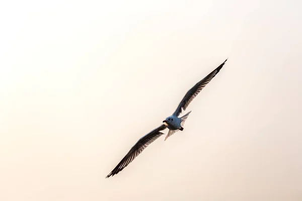 Möwe Die Vögel Wandern Von Sibirien Nach Bangpu Samutprakhan Thailand — Stockfoto