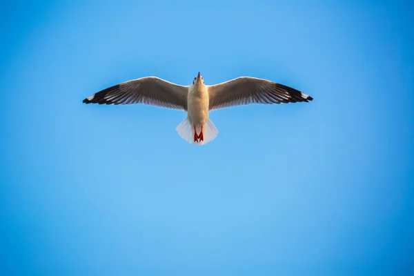 Möwe Die Vögel Wandern Von Sibirien Nach Bangpu Samutprakhan Thailand — Stockfoto