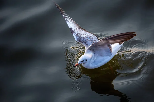 Seagull Vogels Migreren Van Siberië Naar Thailand Van Bangpu Samutprakhan — Stockfoto