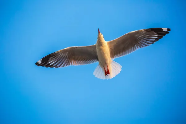 Möwe Die Vögel Wandern Von Sibirien Nach Bangpu Samutprakhan Thailand — Stockfoto