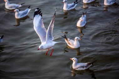 Martı, kuşlar Bangpu Samutprakhan Tayland'a Sibirya göç, günbatımı sırasında traveler tarafından beslenen. deniz ve su yüzeyine yeme üzerinde uçmak.