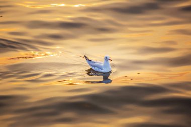 Martı, kuşlar Bangpu Samutprakhan Tayland'a Sibirya göç, günbatımı sırasında traveler tarafından beslenen. deniz ve su yüzeyine yeme üzerinde uçmak.