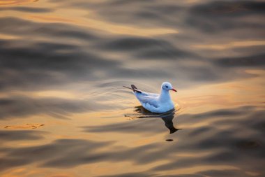 Martı, kuşlar Bangpu Samutprakhan Tayland'a Sibirya göç, günbatımı sırasında traveler tarafından beslenen. deniz ve su yüzeyine yeme üzerinde uçmak.