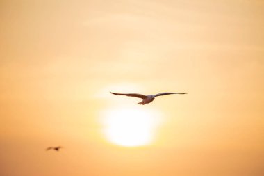 Martı, kuşlar Bangpu Samutprakhan Tayland'a Sibirya göç, günbatımı sırasında traveler tarafından beslenen. deniz ve su yüzeyine yeme üzerinde uçmak.