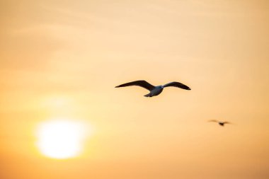 Martı, kuşlar Bangpu Samutprakhan Tayland'a Sibirya göç, günbatımı sırasında traveler tarafından beslenen. deniz ve su yüzeyine yeme üzerinde uçmak.