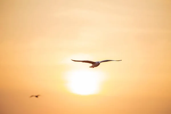 Seagull Birds Migrate Siberia Bangpu Samutprakhan Thailand Feeded Traveler Sunset — Stock Photo, Image