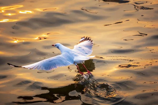 Möwe Die Vögel Wandern Von Sibirien Nach Bangpu Samutprakhan Thailand — Stockfoto