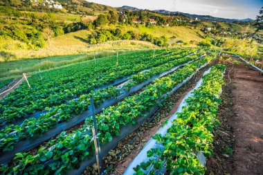 Sabah güneş ışığı altında organik yeşil sebze tarım