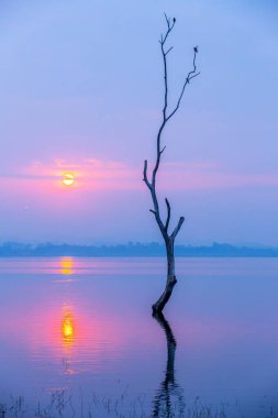 ölü odun güneşin doğuşunu büyük Gölü, Bangpra Gölü üzerinden, Chonburi Tayland, turuncu renk tonu bulunan meşhur mekanlar önünde oturan kuşlar silüeti
