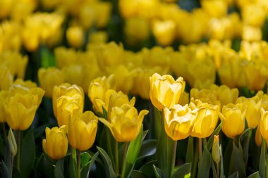 Lale çiçek bahçesinde bulanık lens etkisi bulunan ön plan ve arka plan bazı üst üste ve bir kısmı dağılın