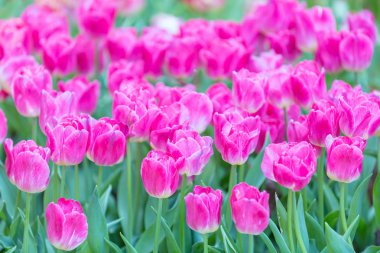 Lale çiçek bahçesinde bulanık lens etkisi bulunan ön plan ve arka plan bazı üst üste ve bir kısmı dağılın