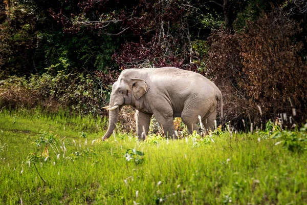 Wild Elephant walk across green grass field at Khaoyai national park thailand