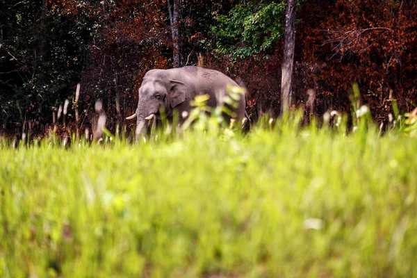 Wild Elephant walk across green grass field at Khaoyai national park thailand