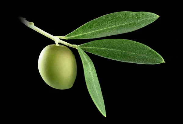 Grüne Olive Mit Drei Blättern Auf Schwarzem Hintergrund — Stockfoto