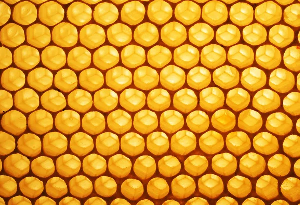 Echte Honingraat Met Honing Close — Stockfoto