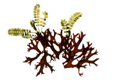 Kurutulmuş liken yaprakları siluet, grafik kaynak