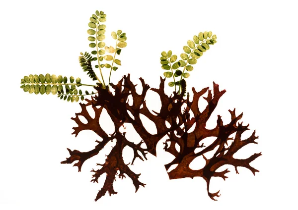 Kurutulmuş liken yaprakları siluet, grafik kaynak