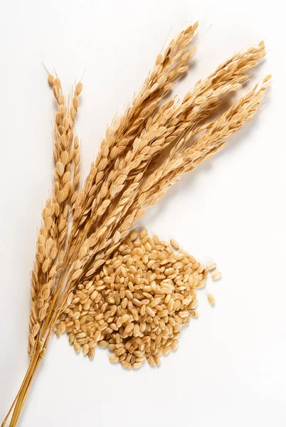 Espigas Arroz Orgánico Grano Sobre Fondo Blanco —  Fotos de Stock