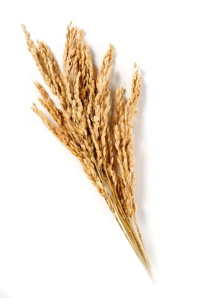Μάτσο Βιολογικό Ρύζι Αυτιά Απομονωμένες — Φωτογραφία Αρχείου