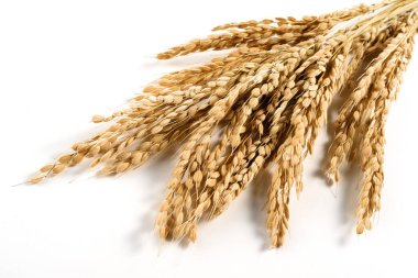 demet izole organik pirinç kulaklar