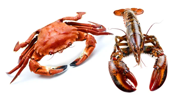 生龙虾和大西洋蟹隔离 — 图库照片