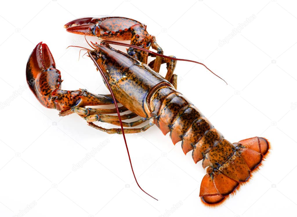 raw atlantic lobster isolated 
