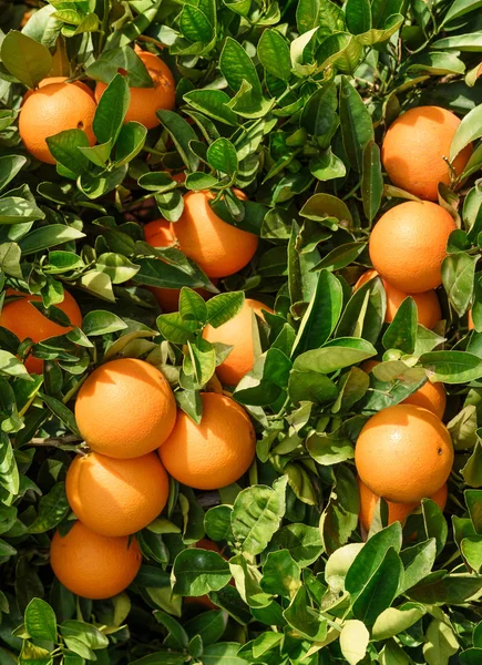 organic oranges on orange tree in valencia,spain