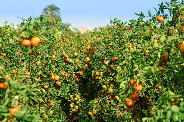 Mandarinas Orgánicas Finca Valencia España —  Fotos de Stock