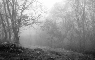 Kış sisli orman manzarası