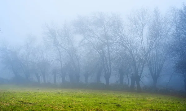 Arbres Dans Brume Paysage Hivernal — Photo