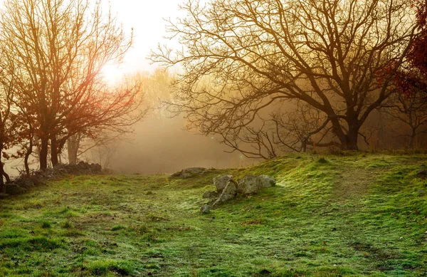 Winter Foggy Forest Landscape Sunset Royalty Free Stock Photos